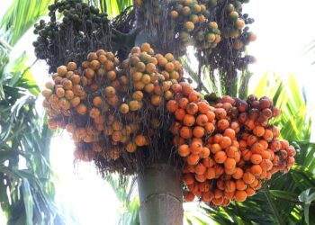 ವಿಟ್ಲ: ಗೋಣಿ ಚೀಲದಲ್ಲಿ ತುಂಬಿಸಿಟ್ಟಿದ್ದ ಅಡಿಕೆ ಕಳ್ಳತನ: ದೂರು ದಾಖಲು..!!