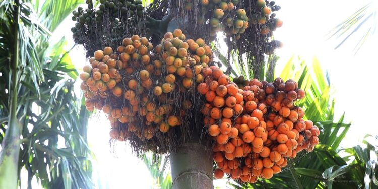 ವಿಟ್ಲ: ಗೋಣಿ ಚೀಲದಲ್ಲಿ ತುಂಬಿಸಿಟ್ಟಿದ್ದ ಅಡಿಕೆ ಕಳ್ಳತನ: ದೂರು ದಾಖಲು..!!