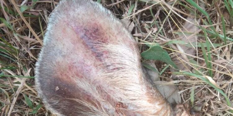 ಕೊಂಬಾರು: ಎಸ್ಟೇಟ್ ನಲ್ಲಿ ಕಾಡು ಪ್ರಾಣಿಗಳ ಹತ್ಯೆ: ಪೊಲೀಸರಿಂದ ಎಸ್ಟೇಟ್ ಗೆ ದಾಳಿ, ಮಾಲಕ ವಶಕ್ಕೆ..!!