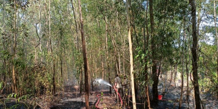 ವಿಟ್ಲ: ಗುಡ್ಡಕ್ಕೆ ಬೆಂಕಿ: ಅಗ್ನಿಶಾಮಕದಳದಿಂದ ಕಾರ್ಯಾಚರಣೆ