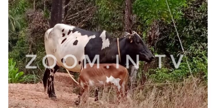ವಿಟ್ಲ: ಪಿಕಪ್ ನಲ್ಲಿ ಅಕ್ರಮ ಗೋ ಸಾಗಾಟ ಪತ್ತೆ : ಗೋವುಗಳನ್ನು ಬಿಟ್ಟು ವಾಹನದೊಂದಿಗೆ ಚಾಲಕ ಎಸ್ಕೇಪ್..!