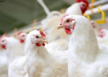 ಅನಂತಾಡಿ: ಗೂಡು ಮುರಿದು ಚಿಕನ್ ಸ್ಟಾಲ್ ನಿಂದ 75 ಕೆಜಿಯಷ್ಟು ಕೋಳಿ ಕಳವು…!!