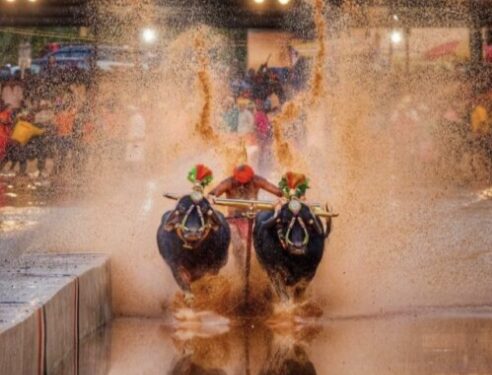 ಪುತ್ತೂರು: 29ನೇ ವರ್ಷದ “ಕೋಟಿ-ಚೆನ್ನಯ” ಜೋಡುಕರೆ ಕಂಬಳ ಸಂಪನ್ನ: 169 ಜೋಡಿ ಕೋಣಗಳು ಭಾಗಿ: ಹೊಸ ದಾಖಲೆ ಸೃಷ್ಠಿ