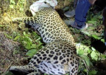 ಬಂಟ್ವಾಳ: ಜೀವನ್ಮರಣ ಹೋರಾಟದಲ್ಲಿದ್ದ ಚಿರತೆಯೊಂದರ ರಕ್ಷಣೆ: ಪಿಲಿಕುಳ ನಿಸರ್ಗಧಾಮಕ್ಕೆ ಹಸ್ತಾಂತರ