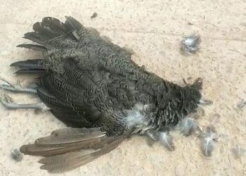 ಬಂಟ್ವಾಳ: ವಿದ್ಯುತ್ ಶಾಕ್‌ಗೆ ನವಿಲು ಬಲಿ: ಸರ್ಕಾರಿ ಗೌರವಗಳೊಂದಿಗೆ ಅಂತಿಮ ಸಂಸ್ಕಾರ..!!