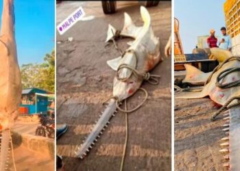 ಮಲ್ಪೆ ಬಂದರಿನಲ್ಲಿ ಬಲೆಗೆ ಬಿತ್ತು ಅಪರೂಪದ ಗರಗಸ ಮೀನು..!!