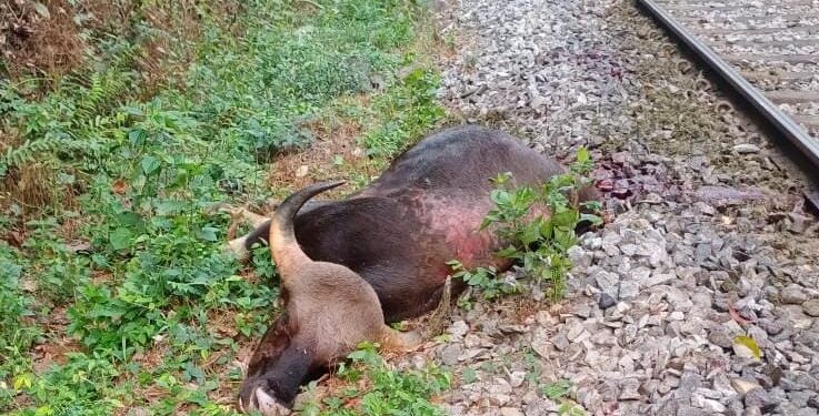 ಗಡಿಪಿಲ : ರೈಲು ಡಿಕ್ಕಿ: ಎರಡು ಕಾಡುಕೋಣಗಳು ಸಾವು..!!