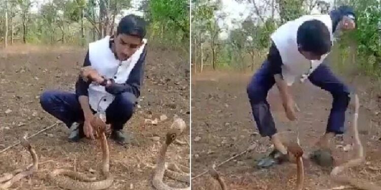 ಹಾವಿನೊಂದಿಗೆ ಸರಸವಾಡೋ ಮುನ್ನ ಎಚ್ಚರ: ಆಸ್ಪತ್ರೆ ಪಾಲಾದ ಶಿರಸಿ ಯುವಕ:; ಬೆಚ್ಚಿಬಿಳಿಸೋ ವಿಡಿಯೋ ವೈರಲ್..!!