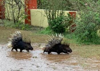ಮಡಿಕೇರಿ ನಗರದಲ್ಲಿ ಮುಳ್ಳು ಹಂದಿಗಳು ದಿಢೀರ್ ಪ್ರತ್ಯಕ್ಷ: ಡೇಂಜರಸ್​ ಮುಳ್ಳುಗಳನ್ನು ಕಂಡು ಗಾಬರಿಗೊಂಡ ಜನ..!!