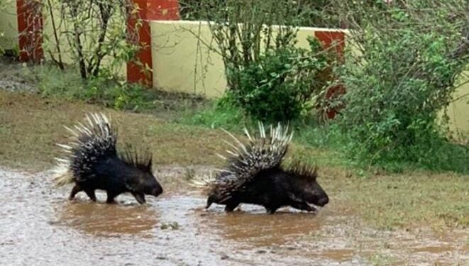 ಮಡಿಕೇರಿ ನಗರದಲ್ಲಿ ಮುಳ್ಳು ಹಂದಿಗಳು ದಿಢೀರ್ ಪ್ರತ್ಯಕ್ಷ: ಡೇಂಜರಸ್ ಮುಳ್ಳುಗಳನ್ನು ಕಂಡು ಗಾಬರಿಗೊಂಡ ಜನ..!!