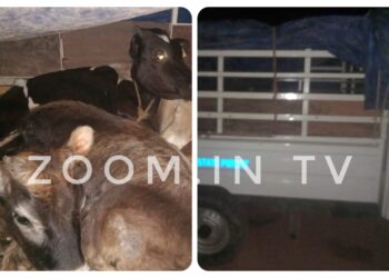 ವಿಟ್ಲ: ಪಿಕಪ್ ವಾಹನದಲ್ಲಿ ಅಕ್ರಮ ದನ ಸಾಗಾಟ: ವಾಹನ ವಶಕ್ಕೆ: ಜಾನುವಾರುಗಳ ರಕ್ಷಣೆ