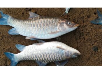 ಗುಂಡ್ಯ: ಹೊಳೆಯಲ್ಲಿ ಸ್ಪೋಟಕದಿಂದಾಗಿ ಮೀನುಗಳು ಸಾವನ್ನಪ್ಪಿದ ಪ್ರಕರಣ: ಹಿಂ.ಜಾ.ವೇ. ತೀವ್ರ ಖಂಡನೆ : ಘಟನೆ ಮರುಕಳಿಸದಂತೆ ಎಚ್ಚರಿಕೆ