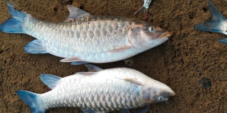 ಗುಂಡ್ಯ: ಹೊಳೆಯಲ್ಲಿ ಸ್ಪೋಟಕದಿಂದಾಗಿ ಮೀನುಗಳು ಸಾವನ್ನಪ್ಪಿದ ಪ್ರಕರಣ: ಹಿಂ.ಜಾ.ವೇ. ತೀವ್ರ ಖಂಡನೆ : ಘಟನೆ ಮರುಕಳಿಸದಂತೆ ಎಚ್ಚರಿಕೆ