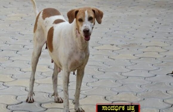 ಕಬಕ ಪುತ್ತೂರು ರೈಲ್ವೇ ನಿಲ್ದಾಣದ ಬಳಿ ಸಿಬ್ಬಂದಿಗೆ ಮತ್ತು ಇಬ್ಬರು ಪ್ರಯಾಣಿಕರಿಗೆ ಬೀದಿ ನಾಯಿ ಕಡಿತ..!!