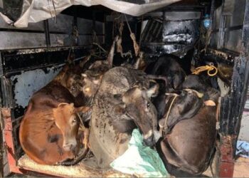 ಕಾರ್ಕಳ: ಕೈಕಾಲು ಮುರಿದು ಹಿಂಸಾತ್ಮಕ ರೀತಿಯಲ್ಲಿ ದನಗಳ ಸಾಗಾಟ: ವಾಹನ ಸೇರಿ 14 ಗೋವುಗಳ ರಕ್ಷಣೆ