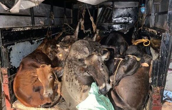 ಕಾರ್ಕಳ: ಕೈಕಾಲು ಮುರಿದು ಹಿಂಸಾತ್ಮಕ ರೀತಿಯಲ್ಲಿ ದನಗಳ ಸಾಗಾಟ: ವಾಹನ ಸೇರಿ 14 ಗೋವುಗಳ ರಕ್ಷಣೆ