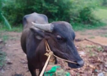 ಕಿನ್ನಿಗೋಳಿ: ಮೇಯಲು ಕಟ್ಟಿದ್ದ ಕಂಬಳದ ಕೋಣ ನಾಪತ್ತೆ..!!