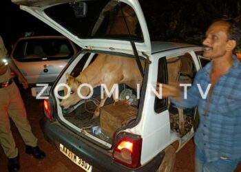 ಬೆಳ್ಳಾರೆ: ಕಾರಿನಲ್ಲಿ ಅಕ್ರಮ ಗೋ ಸಾಗಾಟ: ಹಿಂದೂ ಸಂಘಟನೆ ಕಾರ್ಯಕರ್ತರಿಂದ ದಾಳಿ: ವಾಹನ, ಜಾನುವಾರು ಪೊಲೀಸ್ ವಶಕ್ಕೆ