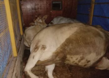 ಪುಂಜಾಲಕಟ್ಟೆ: ಅಕ್ರಮ ದನ ಸಾಗಾಟ: ಆರೋಪಿಗಳಿಂದ ಎಸ್.ಐ.ಮೇಲೆ ವಾಹನ ಚಲಾಯಿಸಲು ಯತ್ನ..!!