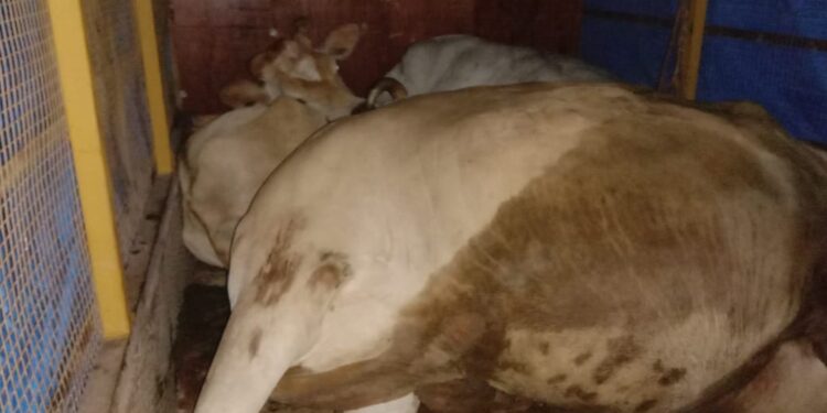 ಪುಂಜಾಲಕಟ್ಟೆ: ಅಕ್ರಮ ದನ ಸಾಗಾಟ: ಆರೋಪಿಗಳಿಂದ ಎಸ್.ಐ.ಮೇಲೆ ವಾಹನ ಚಲಾಯಿಸಲು ಯತ್ನ..!!