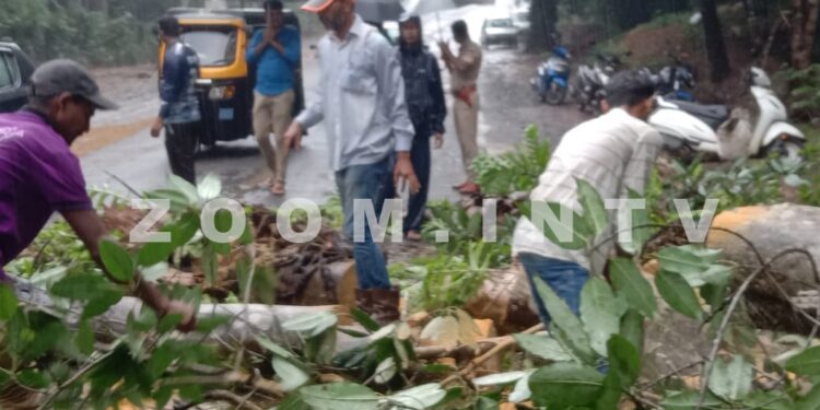 ವಿಟ್ಲ: ಭಾರೀ ಮಳೆ: ರಸ್ತೆಗೆ ಬಿದ್ದ ಮರ: ಸಂಚಾರ ಅಸ್ತವ್ಯಸ್ತ