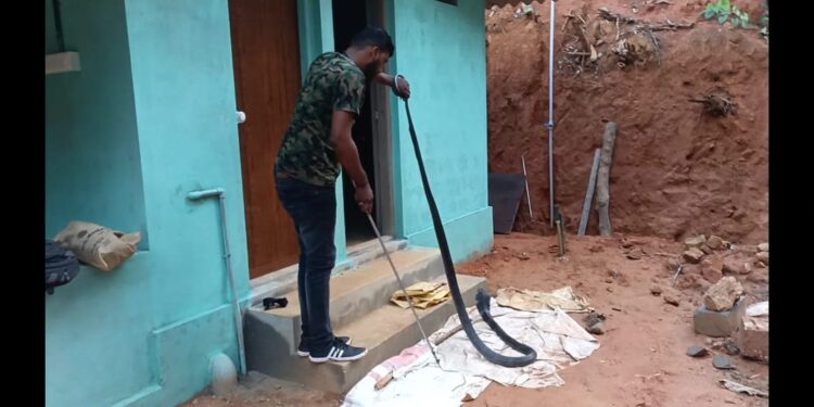 ಬಚ್ಚಲು ಕೋಣೆಯಲ್ಲಿ ಅಡಗಿದ್ದ ಕಾಳಿಂಗ ಸರ್ಪವನ್ನು ಹಿಡಿದು ರಕ್ಷಿಸಿದ ಪುತ್ತೂರಿನ ಸ್ನೇಕ್ ತೇಜಸ್