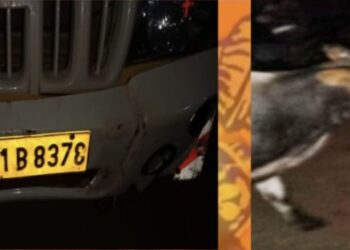 ವಿಟ್ಲ: ಪಿಕಪ್ ವಾಹನದಲ್ಲಿ ಅಕ್ರಮ ಗೋ ಸಾಗಾಟ: ಬಜರಂಗದಳ ಕಾರ್ಯಕರ್ತರಿಂದ ದಾಳಿ: ಪಿಕಪ್ ವಾಹನ ಪೊಲೀಸ್ ವಶಕ್ಕೆ..!!