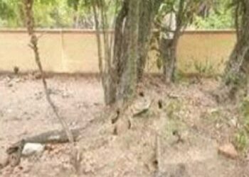 ಕಟೀಲು: ನಾಗಬನದಲ್ಲಿದ್ದ ನಾಗನ ಕಲ್ಲುಗಳನ್ನು ಬೇರೆಡೆ ಎಸೆದು ವಿಕೃತಿ ಮೆರೆದ ದುಷ್ಕರ್ಮಿಗಳು..!!