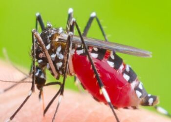 ಅಕಾಲಿಕ ಮಳೆ: ಕರಾವಳಿ ಜಿಲ್ಲೆಗಳಲ್ಲಿ ಡೆಂಗ್ಯೂ ಜ್ವರ ಭೀತಿ..!!