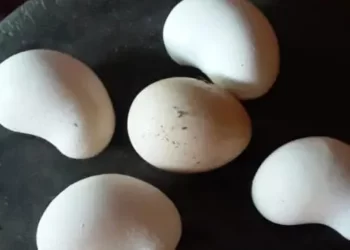 ಬೆಳ್ತಂಗಡಿ: ಗೋಡಂಬಿಯಾಕಾರದ ಮೊಟ್ಟೆ ಇಡುತ್ತಿರುವ ಕೋಳಿ: ಏನಿದು ‘ಗೋಡಂಬಿಯಾಕಾರದ ಮೊಟ್ಟೆ’ಯ ಕಥೆ..!!