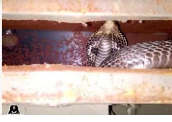 ಕಪಾಟಿನಲ್ಲಿದ್ದ ಅಂಗಿ ತೆಗೆಯುತ್ತಿದ್ದಾಗ ಕಚ್ಚಿದ ನಾಗರಹಾವು: ಚಿಕಿತ್ಸೆ ಫಲಿಸದೆ ವ್ಯಕ್ತಿ ಸಾವು..!!