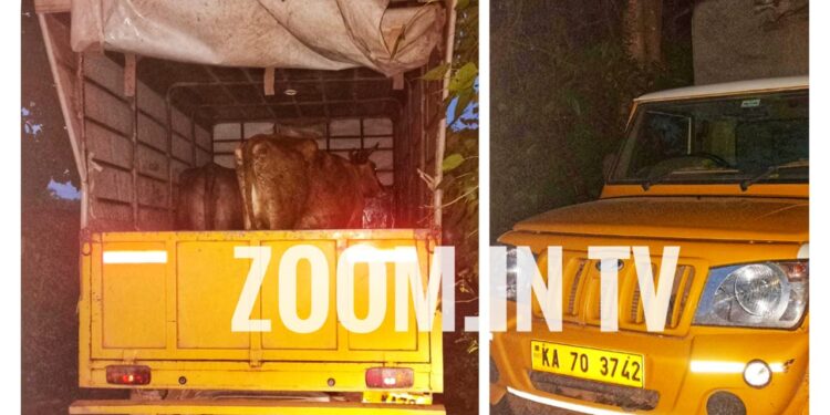 ವಿಟ್ಲ ಪೊಲೀಸರ ಕಾರ್ಯಾಚರಣೆ : ಅಕ್ರಮ ಗೋ ಸಾಗಾಟ ಮಾಡುತ್ತಿದ್ದ ಪಿಕಪ್ ಸಹಿತ ಓರ್ವ ವಶಕ್ಕೆ ..!!!