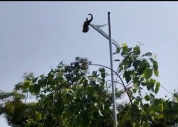 ಲೈಟ್‌ ಕಂಬಕ್ಕೆ ಜಾನುವಾರು ತಲೆ ಬುರುಡೆ ಸಿಕ್ಕಿಸಿ ವಿಕೃತಿ..!!