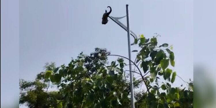 ಲೈಟ್ ಕಂಬಕ್ಕೆ ಜಾನುವಾರು ತಲೆ ಬುರುಡೆ ಸಿಕ್ಕಿಸಿ ವಿಕೃತಿ..!!