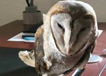 ಬಿಳಿ ಗೂಬೆ ಮಾರಾಟ ಯತ್ನ: ಮಡಿಕೇರಿಯಲ್ಲಿ ಮೂವರ ಬಂಧನ