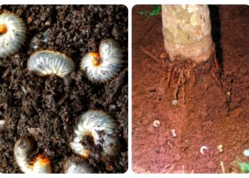 ಕಾಂಡ ಕೊರೆಯುವ ಕೀಟಗಳ ಮತ್ತು ಹುಳಗಳ ನಿರ್ಮೂಲನೆಗೆ ಬಂದಿದೆ ‘ಕೀಟಭಕ್ಷಕ ಜಂತುಹುಳು’: ದ.ಕ. ಜಿಲ್ಲೆ ತೆಂಗು ರೈತ ಉತ್ಪಾದಕ ಕಂಪನಿ ಮೂಲಕ ಮಾರುಕಟ್ಟೆಯಲ್ಲಿ ಸಿಗಲಿದೆ ಈ.ಪಿ.ಎನ್.