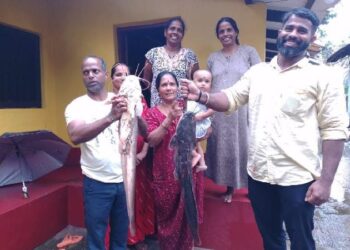 ಭತ್ತದ ಗದ್ದೆಯಲ್ಲಿ ಪತ್ತೆಯಾಯ್ತು ಸಾವಿರಾರು ರೂ. ಬೆಲೆ ಬಾಳುವ ‘ಮುಗುಡು ಮೀನು’