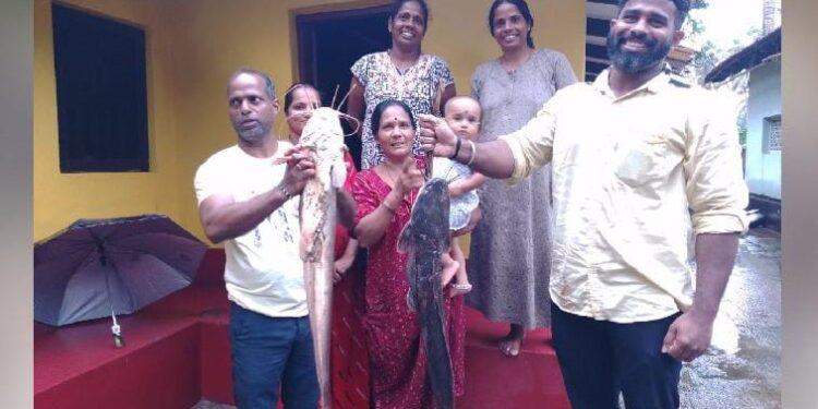 ಭತ್ತದ ಗದ್ದೆಯಲ್ಲಿ ಪತ್ತೆಯಾಯ್ತು ಸಾವಿರಾರು ರೂ. ಬೆಲೆ ಬಾಳುವ ‘ಮುಗುಡು ಮೀನು’