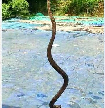 ಬೆಳ್ತಂಗಡಿ: ಬಟ್ಟೆ ನುಂಗಿದ 4 ಅಡಿ ಉದ್ದದ ನಾಗರಹಾವು..!!