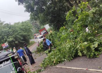 ವಿಟ್ಲ: ಬೆಳ್ಳಂಬೆಳಿಗ್ಗೆ ಹೆದ್ದಾರಿಗೆ ಮರ ಬಿದ್ದು ರಸ್ತೆ ಸಂಚಾರ ಅಸ್ತವ್ಯಸ್ತ