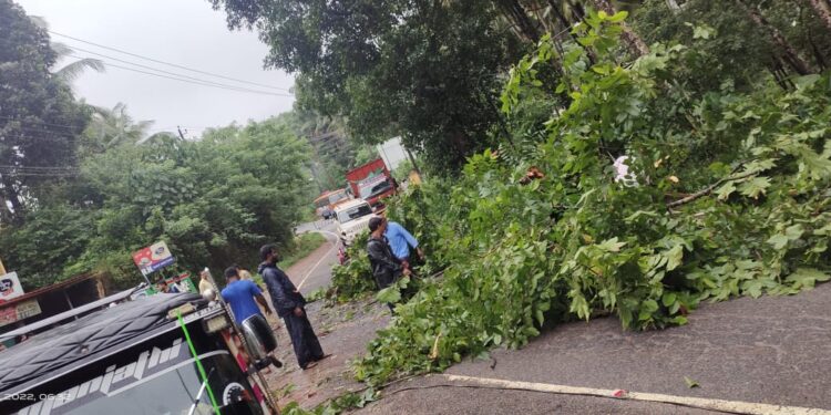 ವಿಟ್ಲ: ಬೆಳ್ಳಂಬೆಳಿಗ್ಗೆ ಹೆದ್ದಾರಿಗೆ ಮರ ಬಿದ್ದು ರಸ್ತೆ ಸಂಚಾರ ಅಸ್ತವ್ಯಸ್ತ