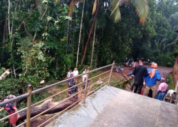 ಪವಾಡ ರೀತಿಯಲ್ಲಿ ಉರುಳಿದ ಬೆಟ್ಟಂಪಾಡಿ ಮಹಾಲಿಂಗೇಶ್ವರ ದೇವಳದ ಅಶ್ವತ್ಥ ವೃಕ್ಷ