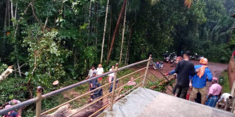 ಪವಾಡ ರೀತಿಯಲ್ಲಿ ಉರುಳಿದ ಬೆಟ್ಟಂಪಾಡಿ ಮಹಾಲಿಂಗೇಶ್ವರ ದೇವಳದ ಅಶ್ವತ್ಥ ವೃಕ್ಷ