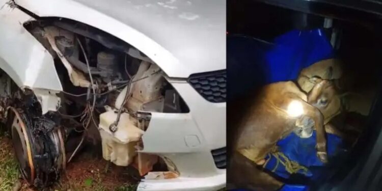 ಅಕ್ರಮ ಗೋಸಾಗಾಟ: ಓರ್ವನ ಬಂಧನ: ಹಿಂಸಾತ್ಮಕ ರೀತಿಯಲ್ಲಿ ತುಂಬಿಸಿದ ಹಿನ್ನೆಲೆ ಕಾರಿನಲ್ಲೇ ಅಸುನೀಗಿದ ದನ