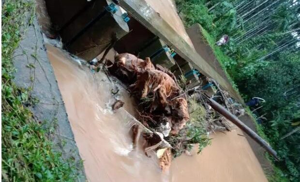 ಪಾಲ್ತಾಡಿ : ಕಿಂಡಿ ಅಣೆಕಟ್ಟಿನಲ್ಲಿ ಸಿಲುಕಿದ ಬೃಹತ್ ಮರ