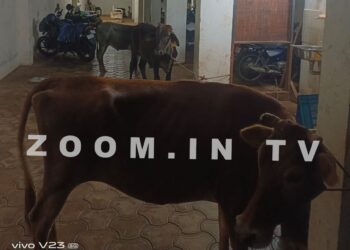 ಮಂಗಳೂರು: ಬಜರಂಗದಳ ಕಾರ್ಯಕರ್ತರರಿಂದ ಮಾಹಿತಿ:; ಬಕ್ರೀದ್ ವೇಳೆ ಬಲಿ ಕೊಡಲು ಜಾನುವಾರುಗಳನ್ನು ತಂದಿರಿಸಿದ್ದ ಜಾಗಕ್ಕೆ ಪೊಲೀಸ್ ದಾಳಿ: ಗೋವುಗಳ ರಕ್ಷಣೆ