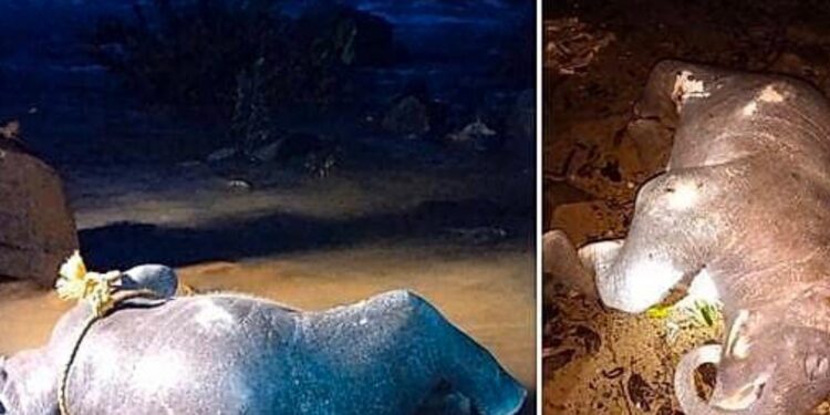 ಗುಂಡ್ಯ: ಶಿರಾಡಿ ಬಳಿಯ ನದಿಯಲ್ಲಿ ಮರಿ ಆನೆಯ ಮೃತದೇಹ ಪತ್ತೆ..!!