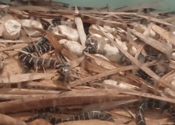 ಮಂಗಳೂರು: ಪಿಲಿಕುಳ ಉದ್ಯಾನವನದಲ್ಲಿ 11 ವರ್ಷಗಳ ಬಳಿಕ ಕಾಳಿಂಗಗಳ ಜನನ: 38 ಮೊಟ್ಟೆಗಳಿಗೆ ಕೃತಕ ಕಾವು