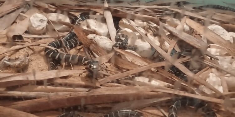 ಮಂಗಳೂರು: ಪಿಲಿಕುಳ ಉದ್ಯಾನವನದಲ್ಲಿ 11 ವರ್ಷಗಳ ಬಳಿಕ ಕಾಳಿಂಗಗಳ ಜನನ: 38 ಮೊಟ್ಟೆಗಳಿಗೆ ಕೃತಕ ಕಾವು