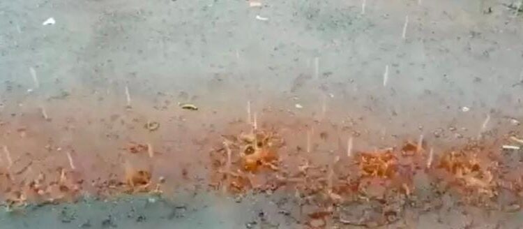 ಬೆಳ್ತಂಗಡಿ: ಅಚ್ಚರಿಗೆ ಕಾರಣವಾದ ಕೆಂಪು ಮಳೆ..!!